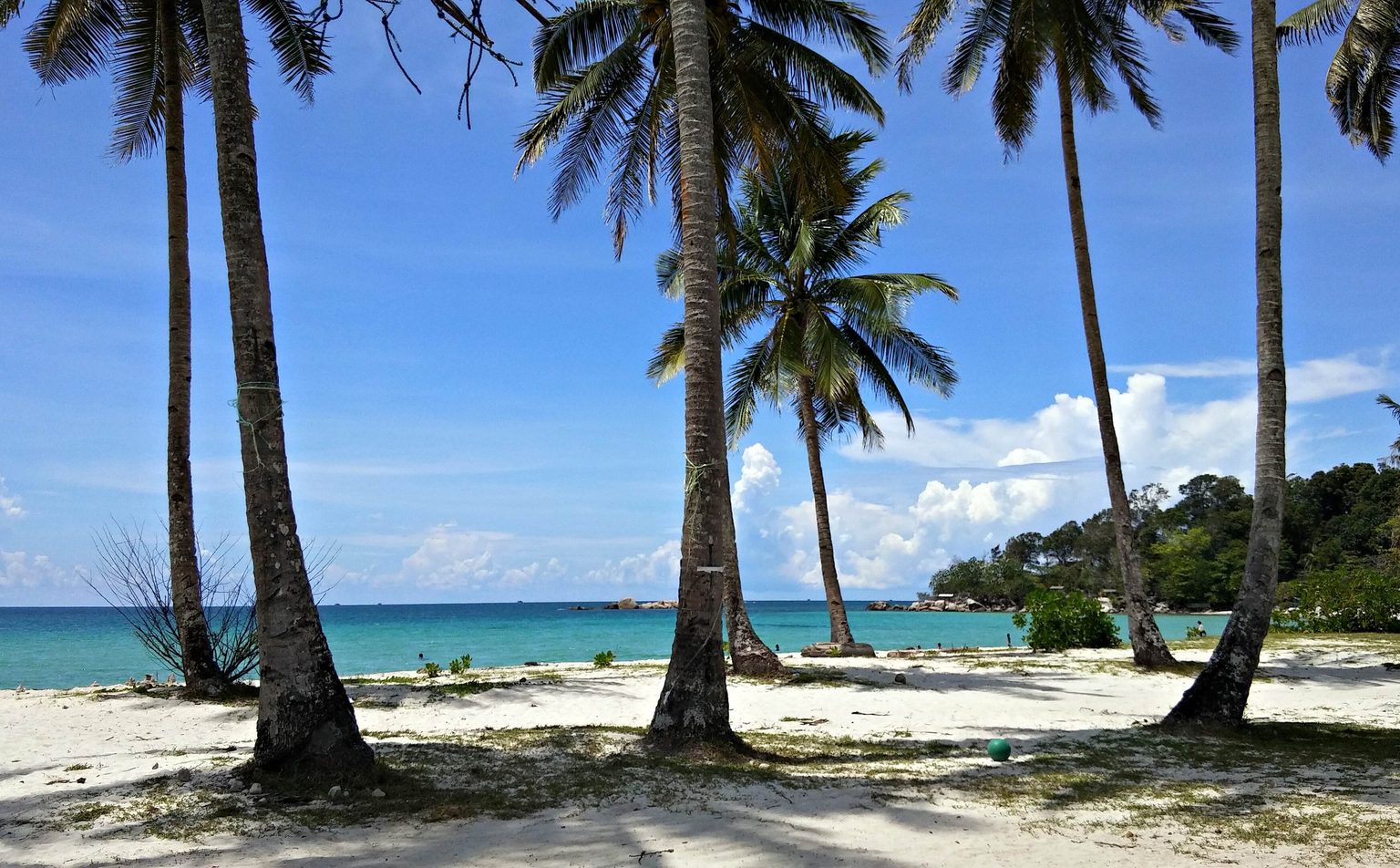 Coconut palms on the sand at Trikora Beach on the east coast of Bintan, Indonesia